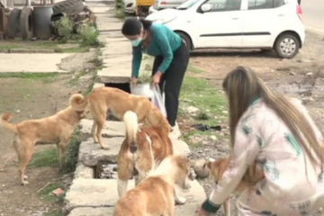 Animal care charity
